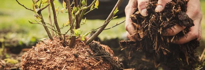 Person gibt Rindenmulch auf die Erde